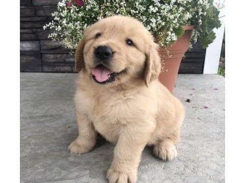 Golden retriever yavrular canlı görerek alabilirsiniz