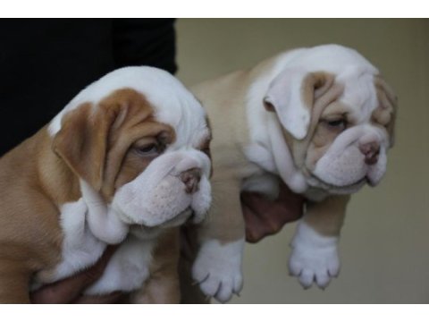 Sitenin en renkli bulldog yavruları