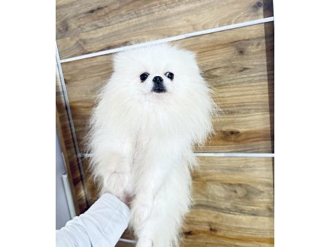 Pomeranian boo koreli tipi