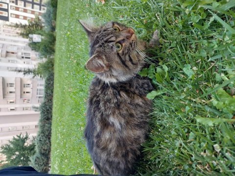 Ücretsiz kedi sahiplendirme