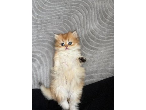Karizma british longhair çocuk
