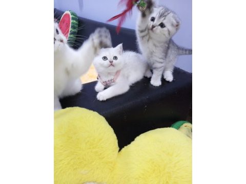 Safkan scottish fold ve straight yavrular catteryden