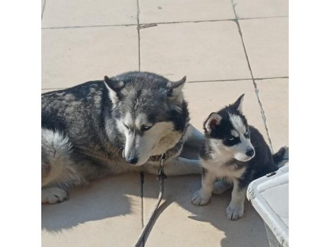 A kalite maskeli mavi gözlü dişi yavru husky