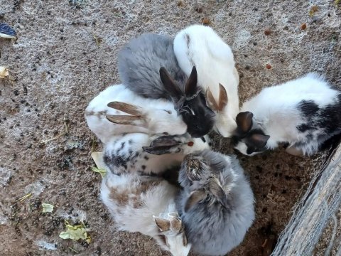 Çok sevimli bebek tavşanlarım