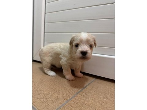 Maltipoo bebekler