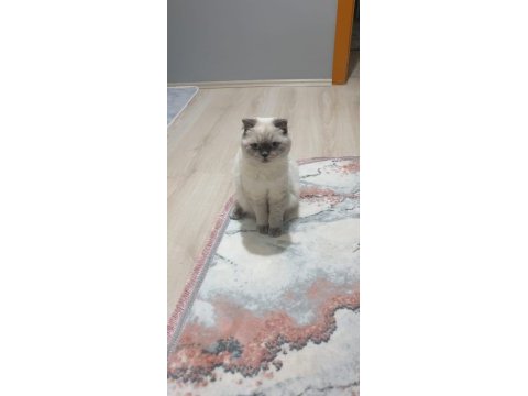 Scottish fold