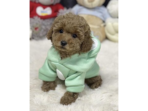 Toy poodle yavru köpekler