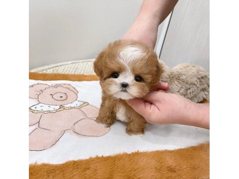 Sevgı dolusu maltıpoo bebıslerımız