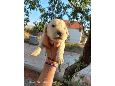 Baby face golden retriever bebeklerimiz