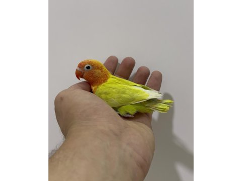 El besleme yavru cennet sevda papağanlar