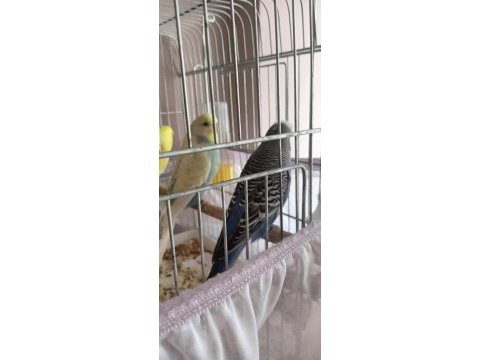 Envai çeşit muhabbet kuşu