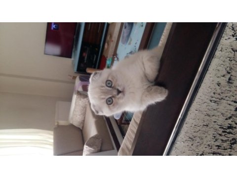 Scottish fold yavrularımız yeni evlerine gitmeye hazır