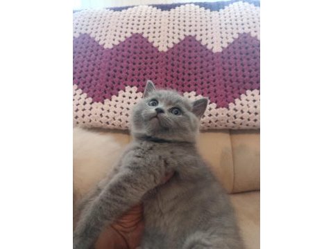 British shorthair ve blue point