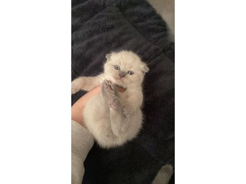 Safkan bebekler teslime hazır kedimiz