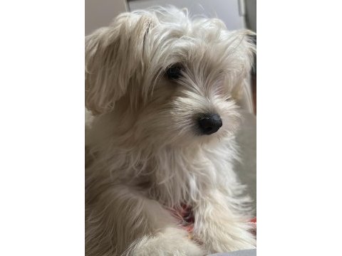 Yeni malta terrier yavrularımız