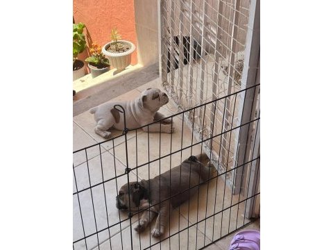 Tombik ingiliz bulldog bebeklerimiz