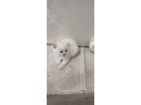 British shorthair minikler