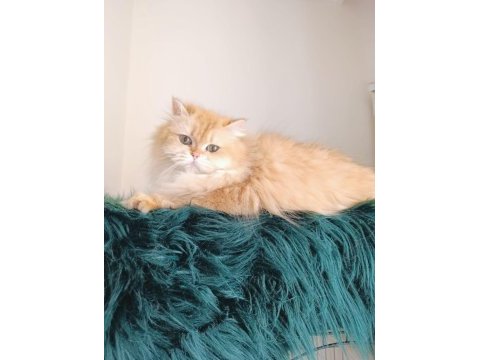 British longhair dişi