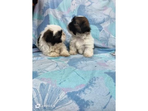 Shih tzu bebeklerimiz