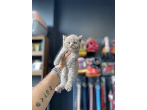 Mükemmel yapı british shorthair