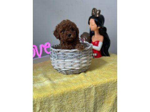 Kıvırcık tüy yumağı toy poodle yavrularım