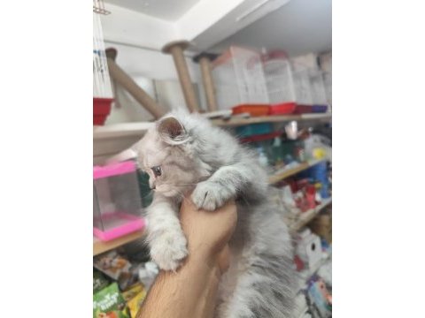 Biritis yavrular yeni yuvaları bekliyor