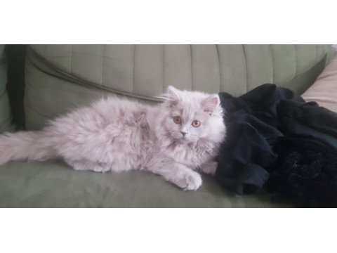 Uzun saçlı british longhair