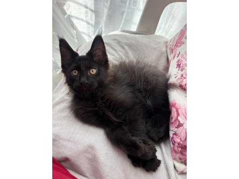 Son kalan 7 parmak erkek maine coon