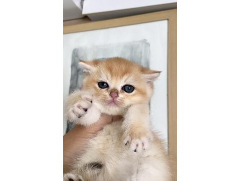 Ny12 dişi british shorthair
