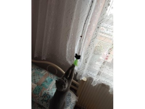 27 aylık uysal dişi british shorthair kedimiz
