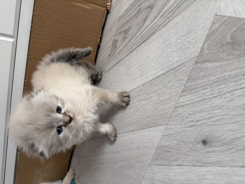 Scottish fold longhair dişi rezerve açıldı