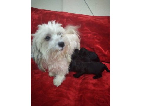 Siyah inci morkie ler
