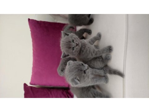 British shorthair scottish fold yavrular