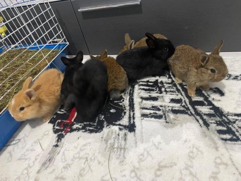 Cüce tavşanlarımız yeni sahibini arıyor