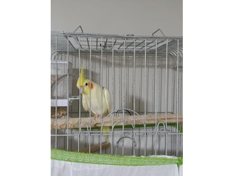 3 yaşında damızlık erkek sultan papağanı