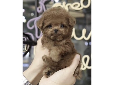Toy poodle köpekler