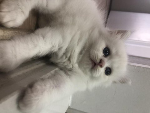 British longhair sağlıklı kaliteli yavrular