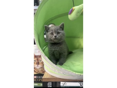 Dişi british shorthair