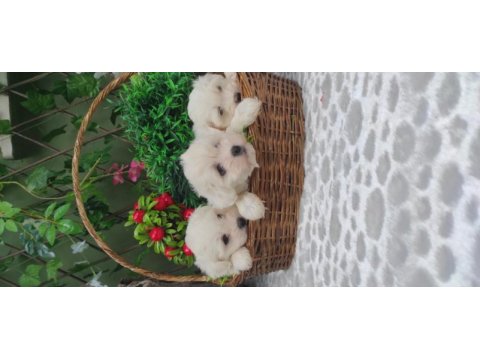 Orijinal maltese terrier yavruları