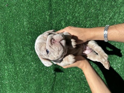 Avrupadan türkiyeye french bulldog