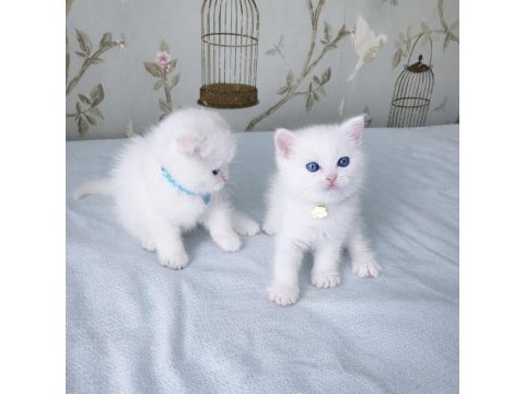 Maviş gözlü scottish fold biblolarım