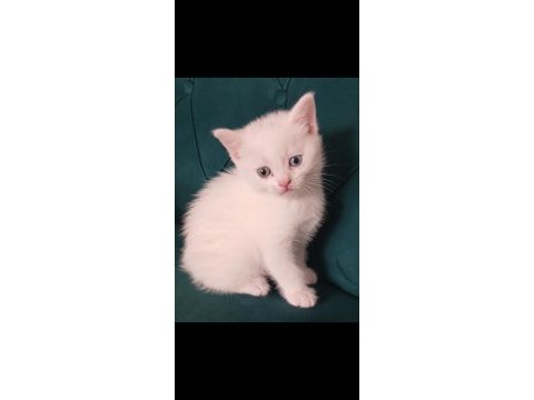 Orjinal top kafa british shorthair yavrularımız