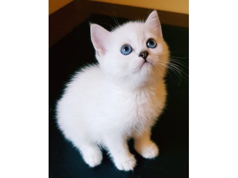 Safkan british shorthair dişi yavru