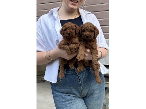 Show güzellikte toy poodle bebekler
