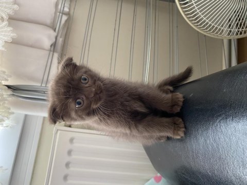 Chocolate scottish fold