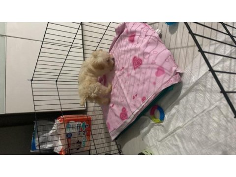 Yavru maltipoo