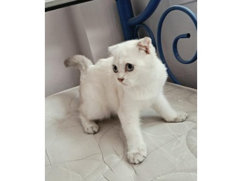 Scottish fold point dişi