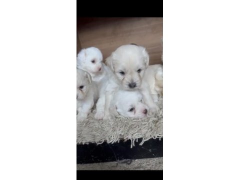 Muhteşem güzellikte safkan maltese terrier yavrular