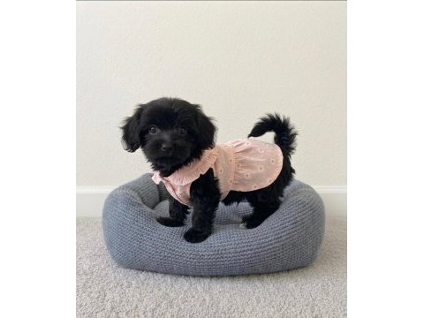 Toy poodle black yavrular
