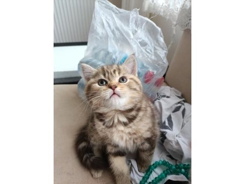 Üç aylık scottish fold ve british shorthair yavrular